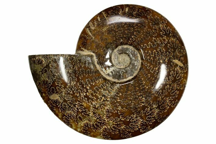Polished, Agatized Ammonite (Cleoniceras) - Madagascar #323471